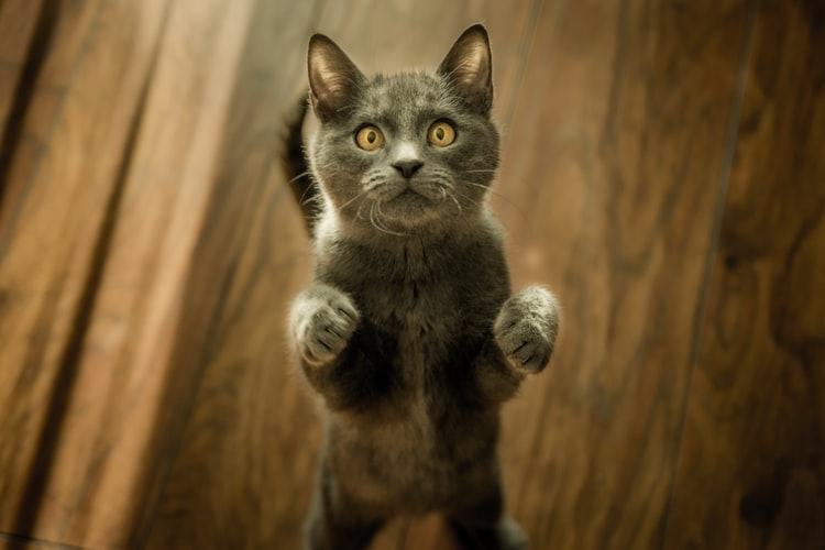 Chaton dressé pour se tenir debout sur ses pattes arrières