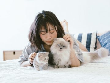 Chaton qui fait son éducation avec sa mère et sa maîtresse