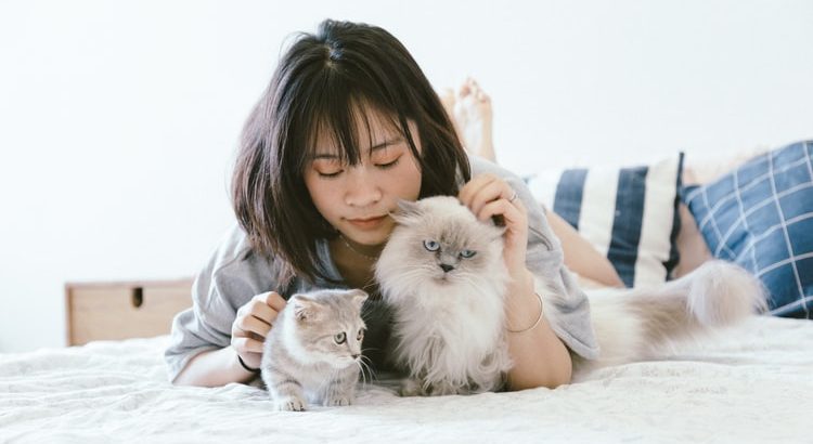 Chaton qui fait son éducation avec sa mère et sa maîtresse