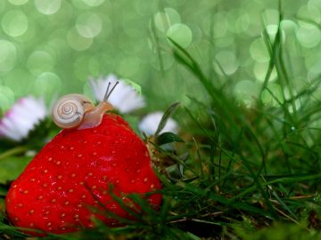 Escargot sur une fraise