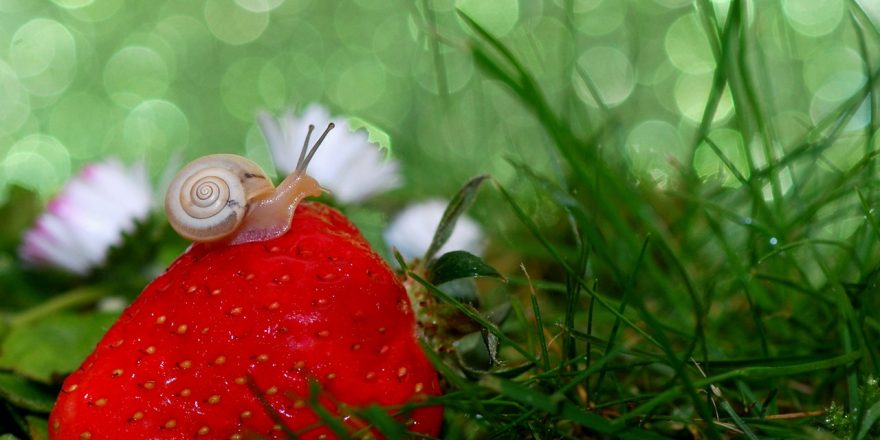 Escargot sur une fraise