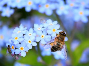 Abeille qui butine une fleur bleue