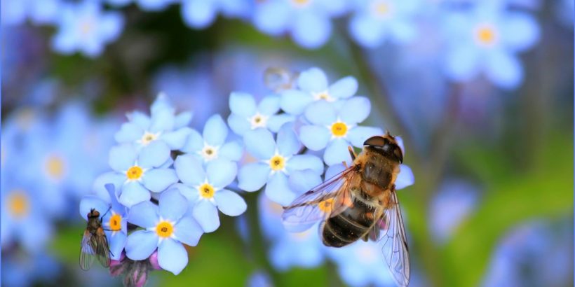 Abeille qui butine une fleur bleue