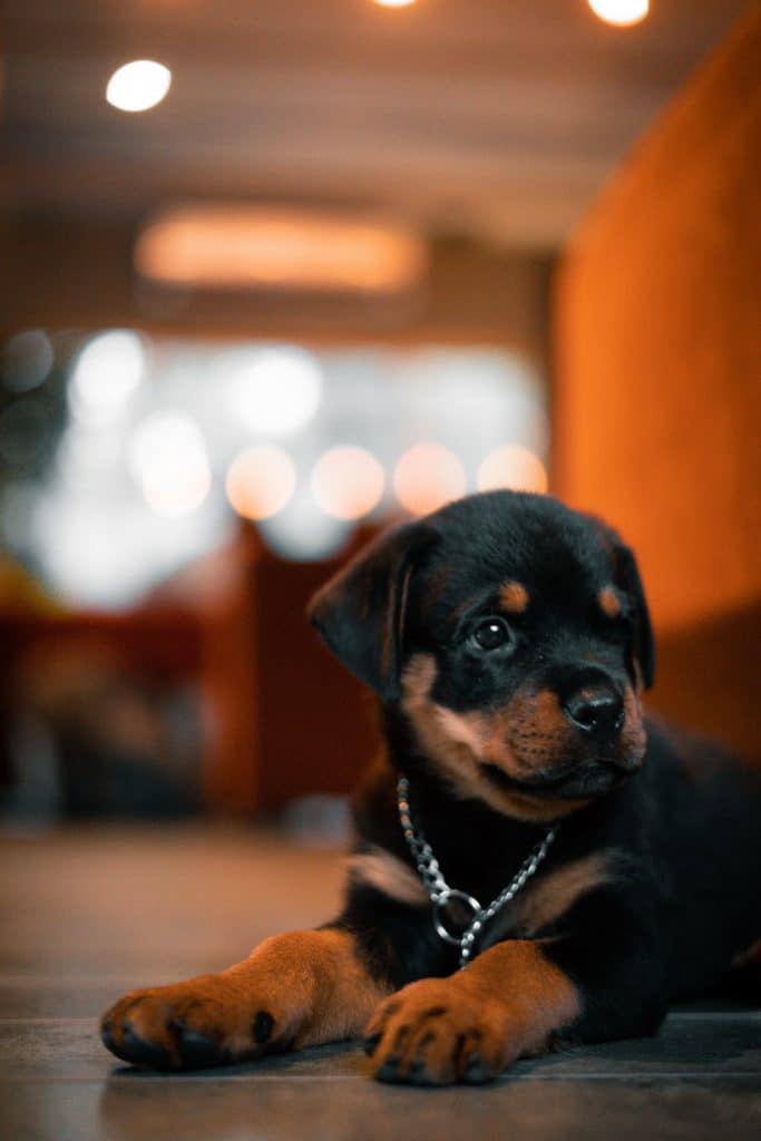 chiot_rott