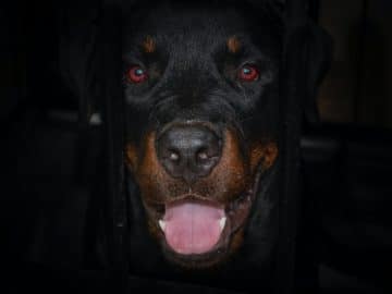 rottweiler_chien