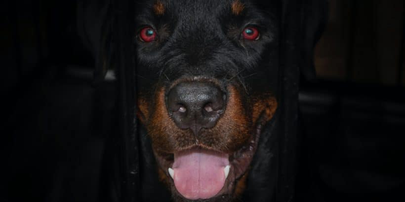 rottweiler_chien